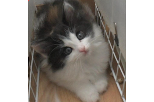 成約済の茨城県のノルウェージャンフォレストキャット-27722